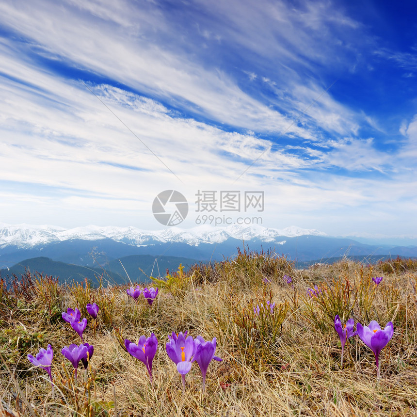 在山上的春天风景与第一朵番红花乌克兰图片