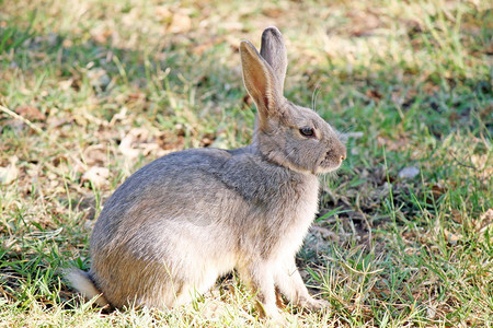 长耳朵的兔子在草坪上图片