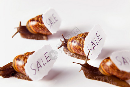 卖房子的蜗牛概念图图片