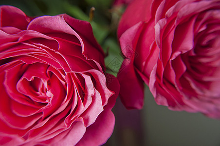 粉红玫瑰的宏flowers宏图片