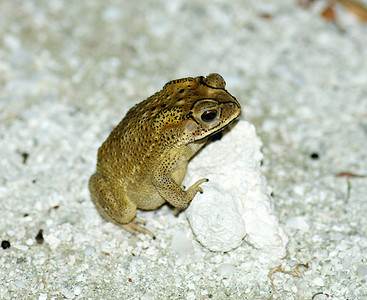 在自然环境中金树青蛙或Hyla图片