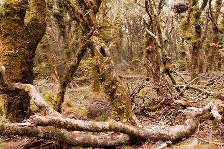 新西兰Marlborough的原始山林雨荒野中的高清图片