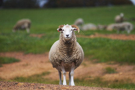 澳大利亚农村的角羊盯着相机图片