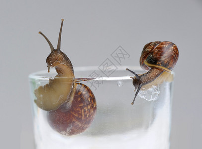 灰色背景下玻璃上的两只蜗牛背景图片