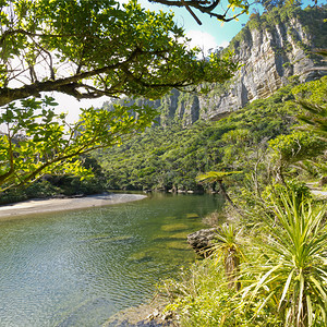 新西兰南岛西海岸波罗莱河沿岸亚热带雨林郁葱图片