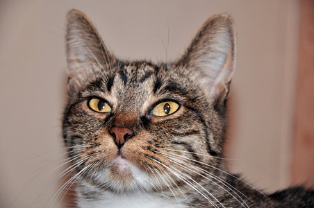 条纹猫的肖像图片