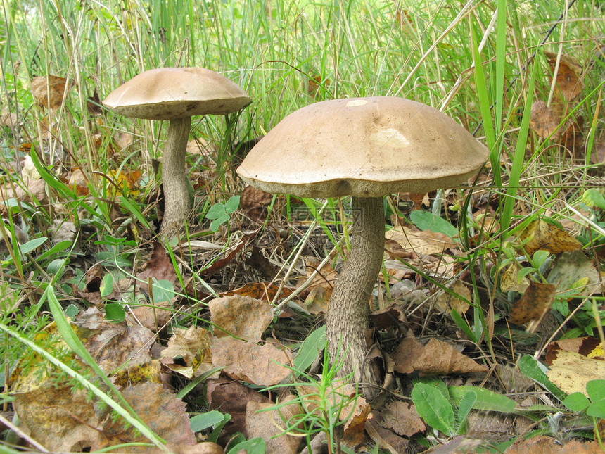 森林里的大美味蘑菇图片