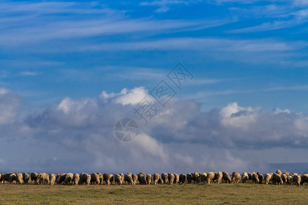 在蓝天背景下放牧的羊群图片