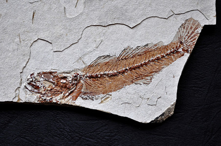 Sarmatian化石鱼骨架图片