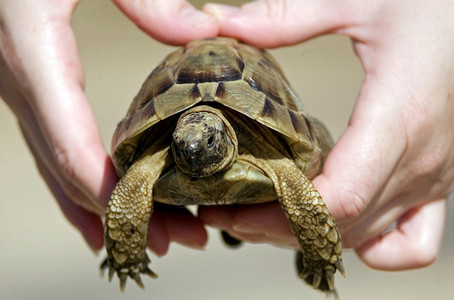 缝合海龟壳背景图片