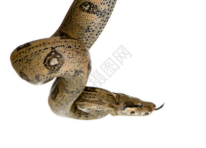 在白色背景前的蟒蛇背景图片