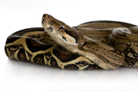 在白色背景前的蟒蛇背景图片