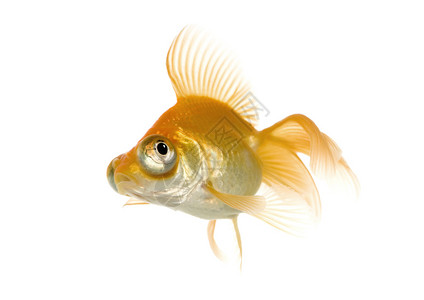 金鱼在白色背景前的鲫鱼图片