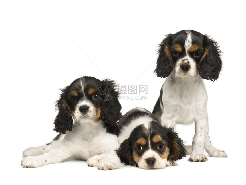 CharlesSpaniel3个月在图片