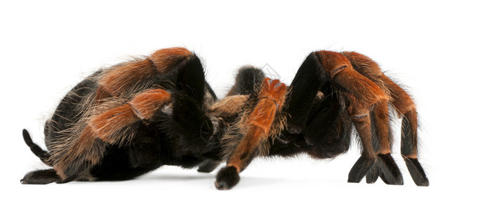 Tarantula蜘蛛图片