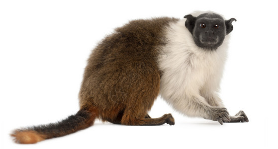 斑狨猴Saguinus双色4岁背景图片