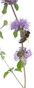 女工蜜蜂Anthophora羽流背景图片