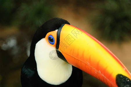 巴西巨嘴鸟奇斯托拉高清图片
