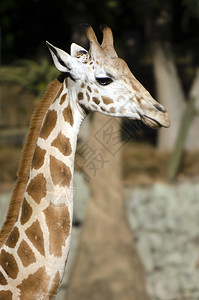 年轻的长颈鹿头图片
