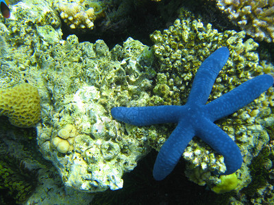 澳大利亚大堡礁水下生命图片