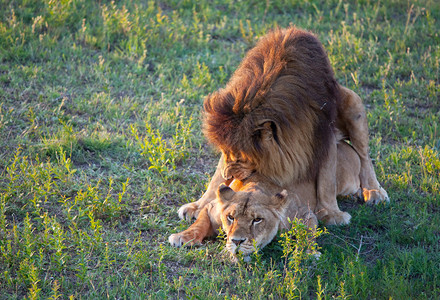 狮子和母狮图片