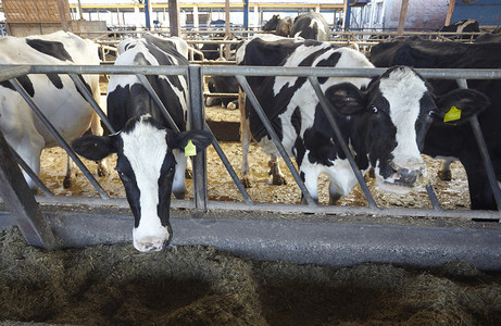 母牛农场农业牛牛奶图片