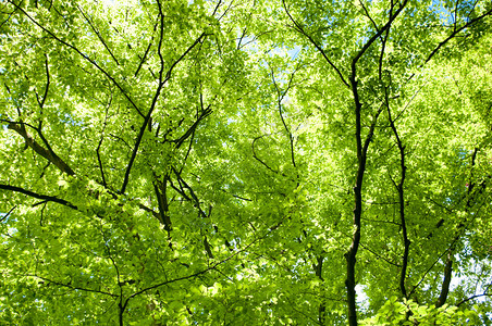 春天新鲜绿色的树梢图片