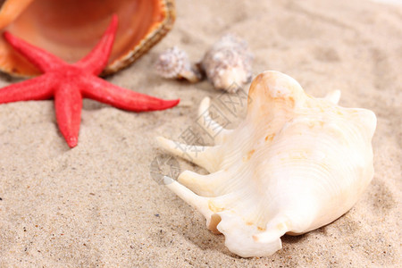 沙子上的贝壳和海星特写图片