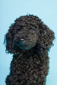 可爱的小黑狗在浅蓝色背景上被隔离背景图片