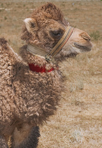 带缰绳和红领的小双峰骆驼肖像图片
