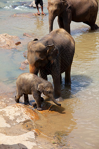 斯里兰卡的大象图片