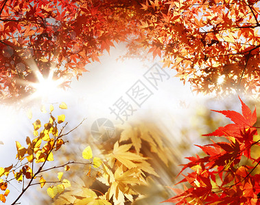阳光透过树叶照在森林里图片