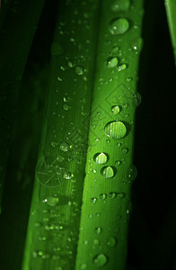滴在夏日的绿叶上图片