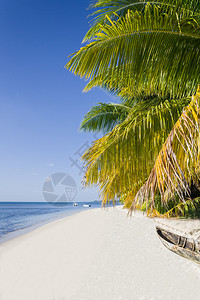 有椰子棕榈树的热带沙滩图片