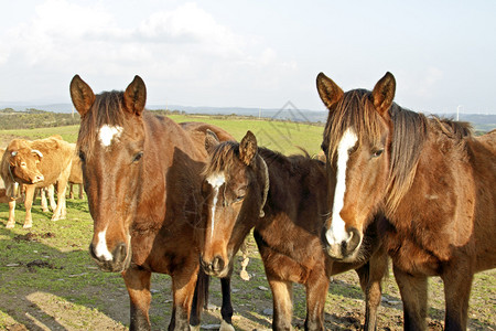 葡萄牙田野里的马背景图片