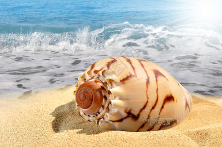 海滩上的海螺壳图片