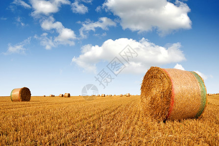 农田上的大圆捆稻草图片