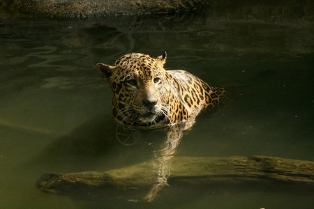 自然栖息地的豹子背景图片