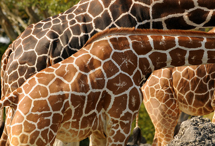 Giraffe皮肤结构图案背图片