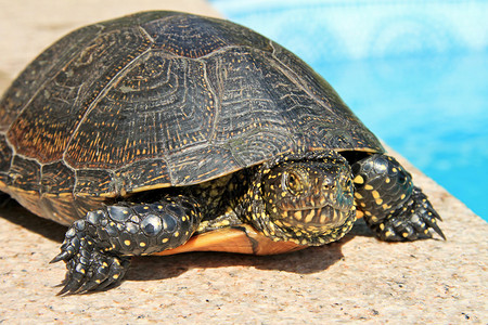 一只大绿色和有斑点的乌龟的特写镜头背景图片