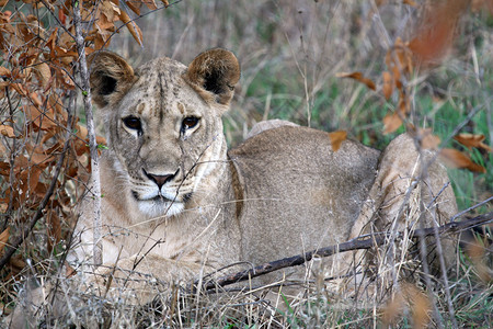 狮子塔兰吉雷公园非洲坦桑尼亚的野图片