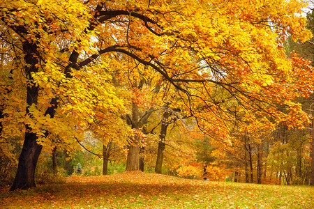 秋天美丽公园里的金树图片