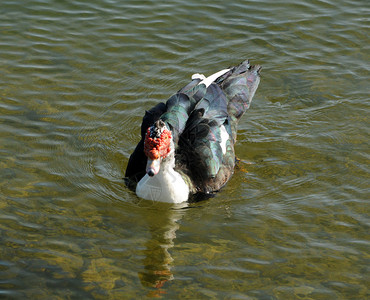 野鸭在池塘里游泳图片