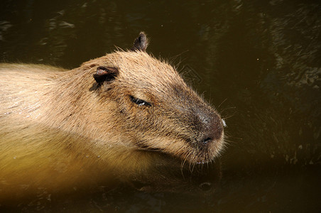亚马逊小毛茸的capibara图片