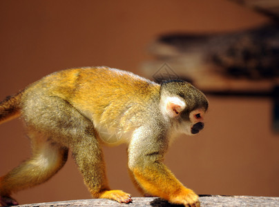 中美洲和南美洲常见的松鼠猴Squirr图片