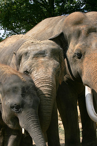 大象公牛elephasmaclorus图片
