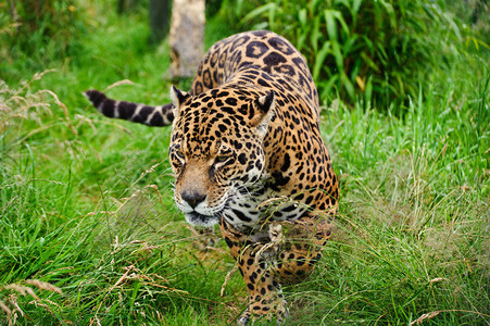 被囚禁的美洲豹大猫PantheraOnca在图片