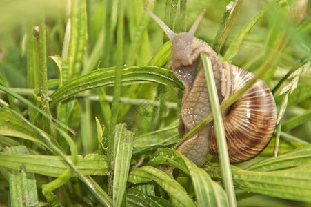 爬行通过草的蜗牛图片