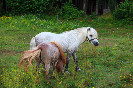 两只小马放牧斯洛文图片