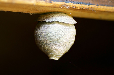常见黄蜂巢Vespula粗俗图片